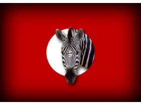 Нб-зебра. Коллаж с nazbol.ru Нб-зебра. Коллаж с nazbol.ru