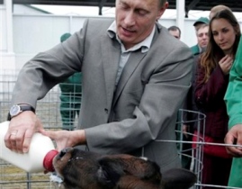 Путин, молоко, корова. Фото k.img.com.ua Путин, молоко, корова. Фото k.img.com.ua
