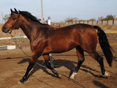 Жеребец. Фото с сайта equestrian.ru Жеребец. Фото с сайта equestrian.ru