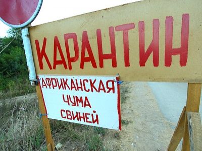 Африканская чума свиней. Фото: yugopolis.ru Африканская чума свиней. Фото: yugopolis.ru