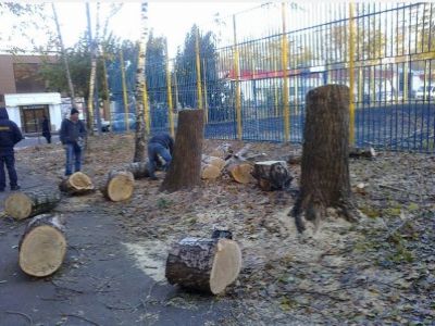 Спиленные деревья. Фото: Анна Николаева, ВКонтакте Спиленные деревья. Фото: Анна Николаева, ВКонтакте