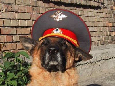 Собака в фуражке. Источник - http://kotomatrix.ru//images/lolz/2009/11/17/408110.jpg Собака в фуражке. Источник - http://kotomatrix.ru//images/lolz/2009/11/17/408110.jpg