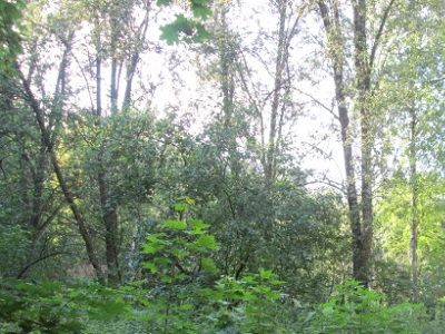 Зеленая зона в Новогорске. Фото: Activatica Зеленая зона в Новогорске. Фото: Activatica