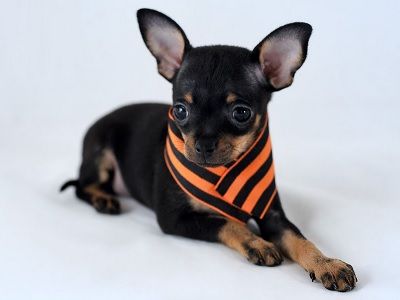 Собака с георгиевской лентой. Фото: mini-dogs.ru Собака с георгиевской лентой. Фото: mini-dogs.ru