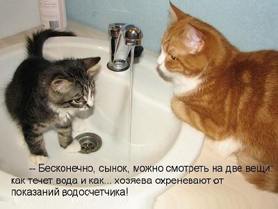 Водоснабжение и ЖКХ. Фото: dlyakota.ru Водоснабжение и ЖКХ. Фото: dlyakota.ru