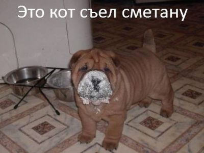 Это кот съел сметану. Коллаж Каспаров.Ru Это кот съел сметану. Коллаж Каспаров.Ru