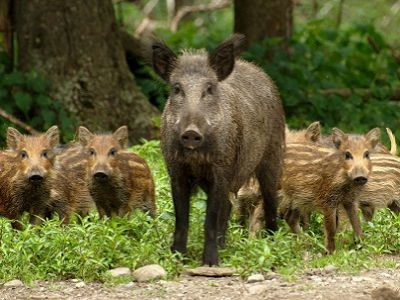 Дикие кабаны. Источник - wildfrontier.ru Дикие кабаны. Источник - wildfrontier.ru