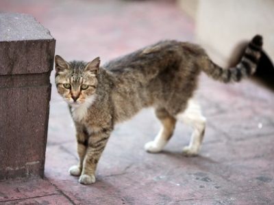 Бездомная кошка. Источник - ru.warriors-cats.wikia.com Бездомная кошка. Источник - ru.warriors-cats.wikia.com