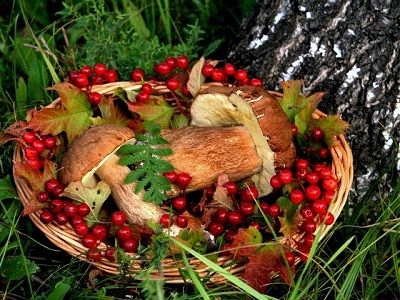 Грибы и ягоды. Фото: u24.ru Грибы и ягоды. Фото: u24.ru