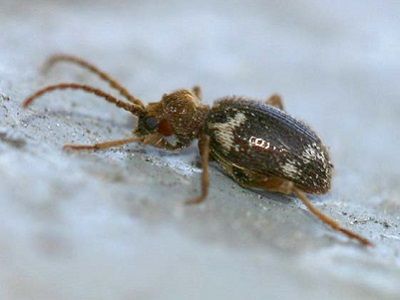 Жук-притворяшка (Ptinus fur). Источник - bugguide.net Жук-притворяшка (Ptinus fur). Источник - bugguide.net