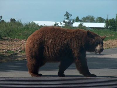 Медведь около деревни. Источник - rrnews.ru Медведь около деревни. Источник - rrnews.ru