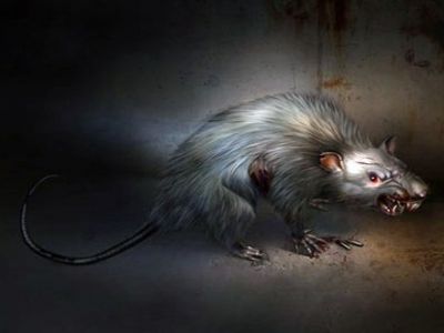 Крыса. Источник - feartime.ru Крыса. Источник - feartime.ru