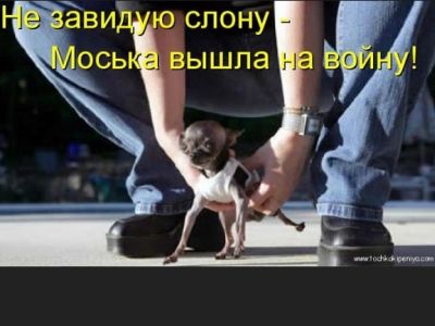 Моська лает на слона. Фото: tochkakipeniya.com Моська лает на слона. Фото: tochkakipeniya.com