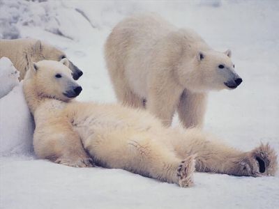 Фото: pinterest.ru Фото: pinterest.ru