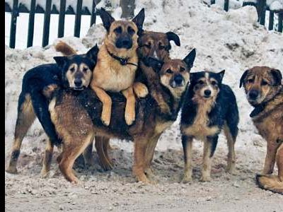 бешеные собаки бешеные собаки