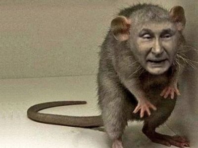 Крыса похожая на Путина. Карикатура: imgflip.com Крыса похожая на Путина. Карикатура: imgflip.com